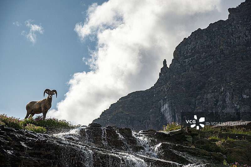 逆光下向前移动的野 Big Horn Sheep公羊图片素材