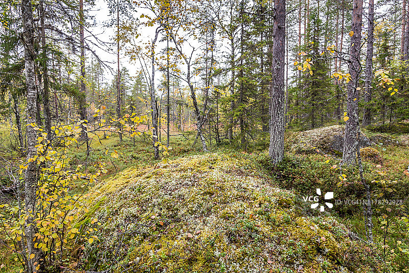 混合北方森林图片素材