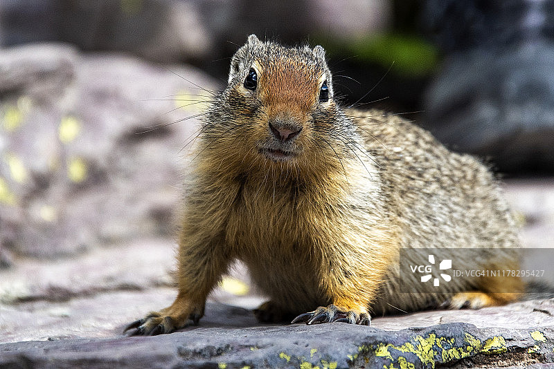 美国蒙大拿州洛根山口的可爱小哥伦比亚地松鼠特写图片素材
