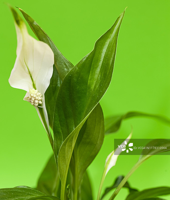 白掌，室内植物图片素材