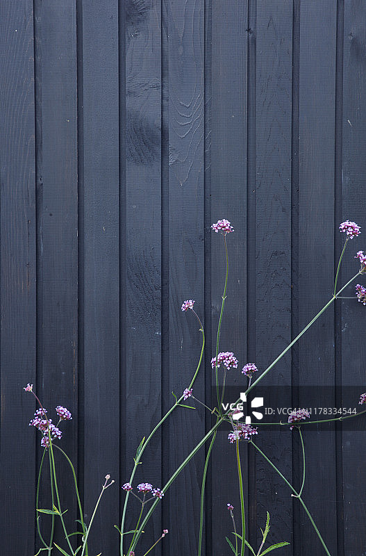 黑色木墙上生长的紫色花朵特写图片素材