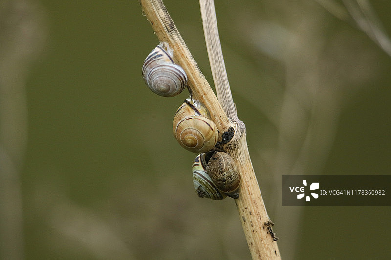 一群褐唇蜗牛和一只花园蜗牛栖息在枯萎的铁杉植物的茎上图片素材