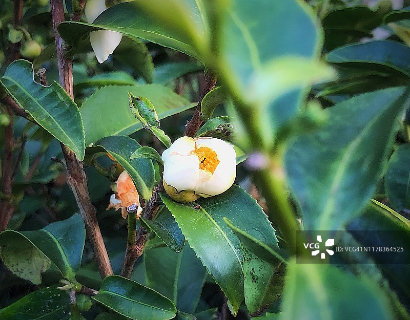 白茶树花朵图片素材
