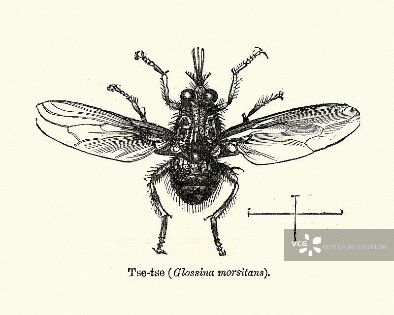 昆虫：采采蝇（舌蝇），19世纪版画图片素材