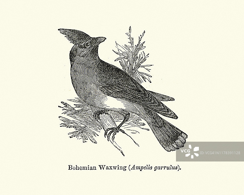 鸟类：太平鸟图片素材