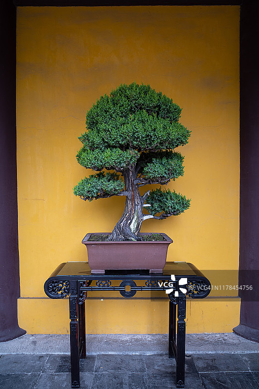 中国盆景图片素材