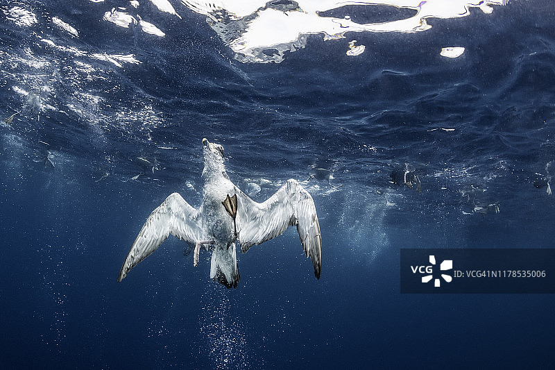 大西洋，科里氏海鸟捕食竹荚鱼饵球特写图片素材