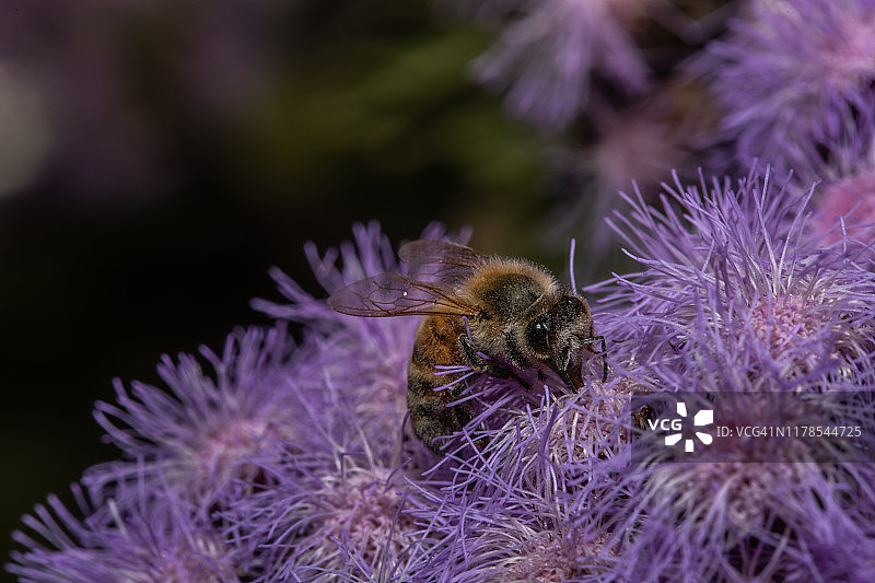 蜜蜂采蜜Floss花图片素材