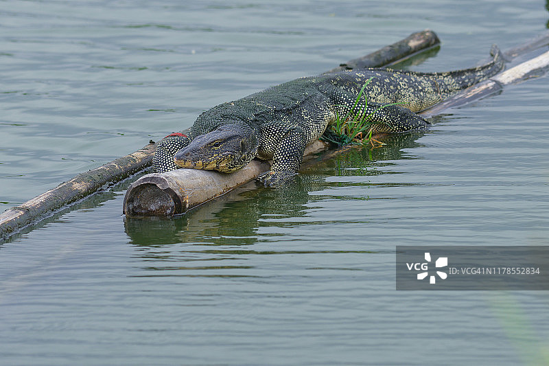 水巨蜥在池塘里的木头上休息图片素材