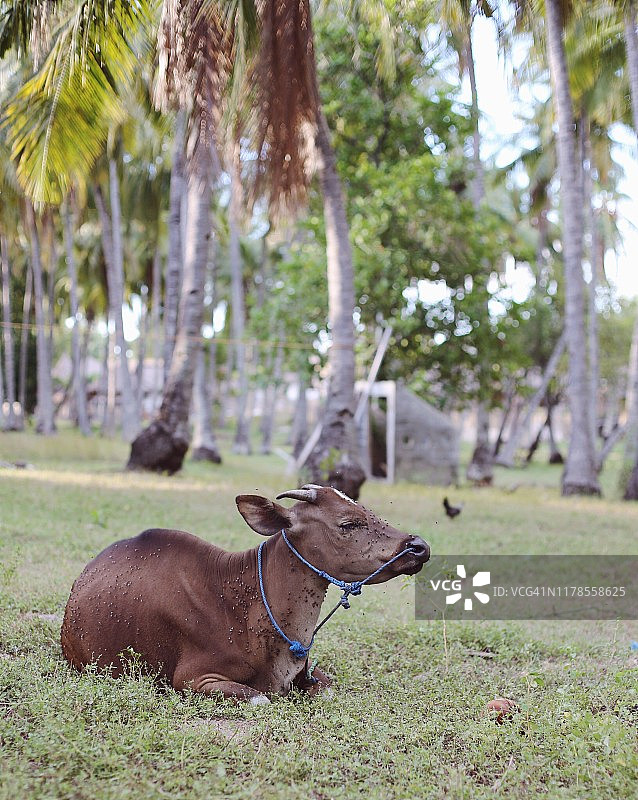 吉利群岛上的牛图片素材