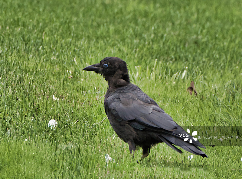 乌鸦图片素材