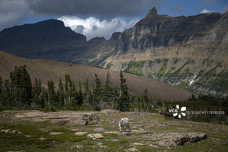 落基山山羊，蒙大拿州，美国图片素材