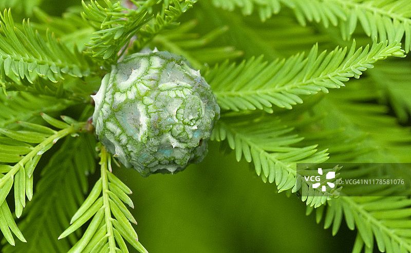 落羽杉球果和叶子（Taxodium distichum）图片素材