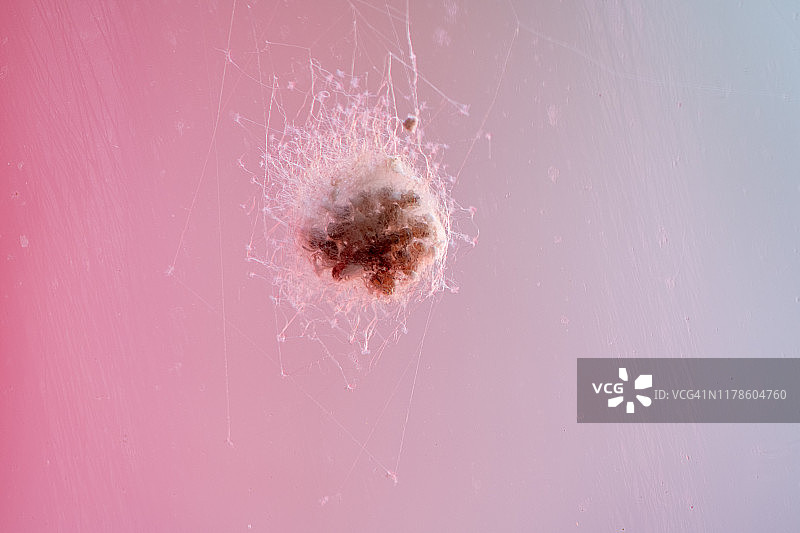 水晶表面的蜘蛛巢穴图片素材