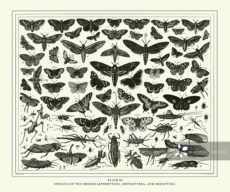 1851年古董雕刻插图：鳞翅目、直翅目和半翅目昆虫图片素材