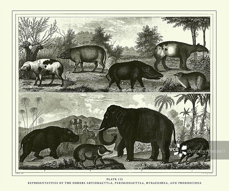 1851年偶蹄目、奇蹄目、蹄兔目和长鼻目动物古董雕刻插图图片素材