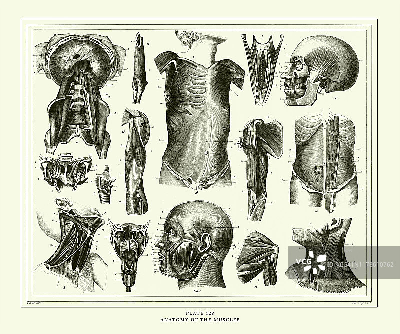 古董雕刻：肌肉解剖，1851年出版图片素材