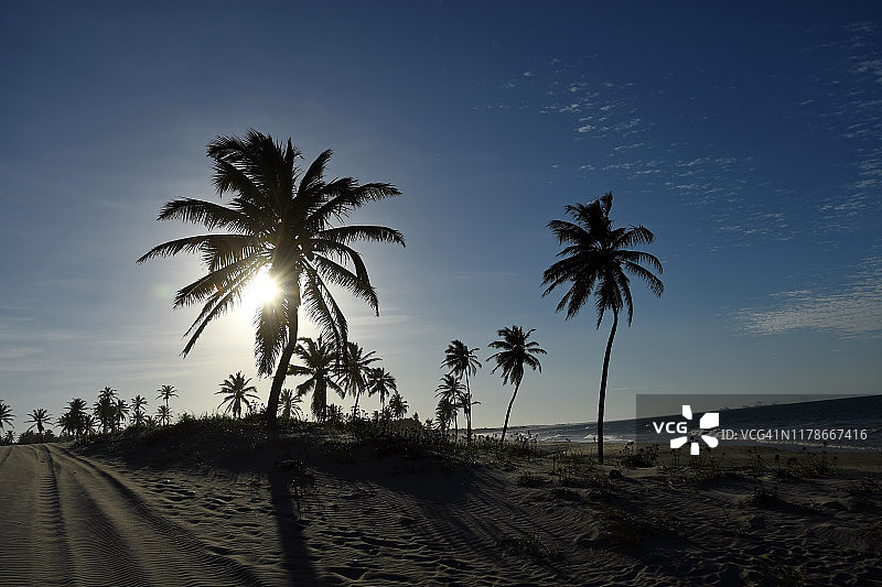 椰子树，巴西塞阿拉州考卡亚的昆布科海滩图片素材