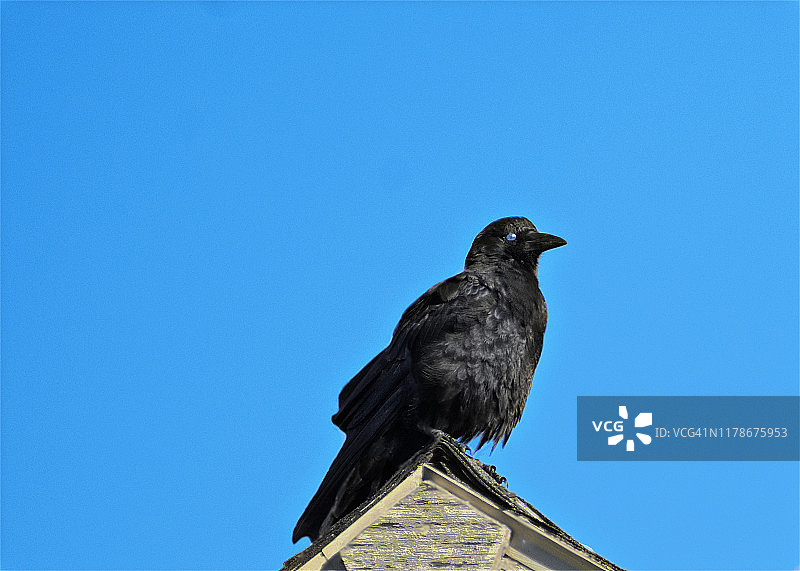 稻草人图片素材