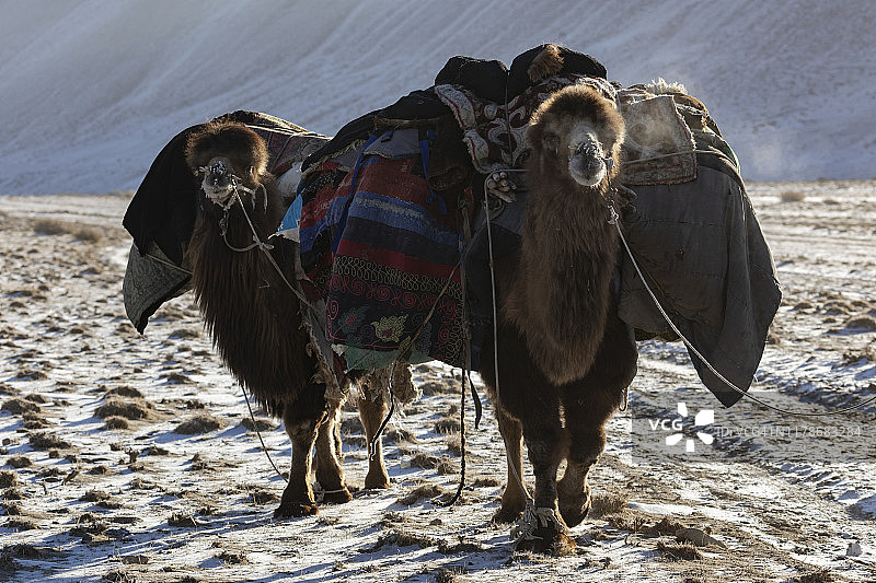 运输蒙古包的双峰骆驼图片素材