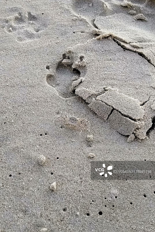 坎佩切海滩的螃蟹图片素材