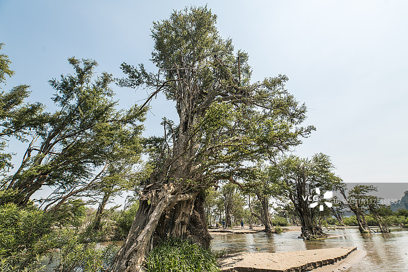老挝占巴塞省孔县小岛上倾斜的树木图片素材