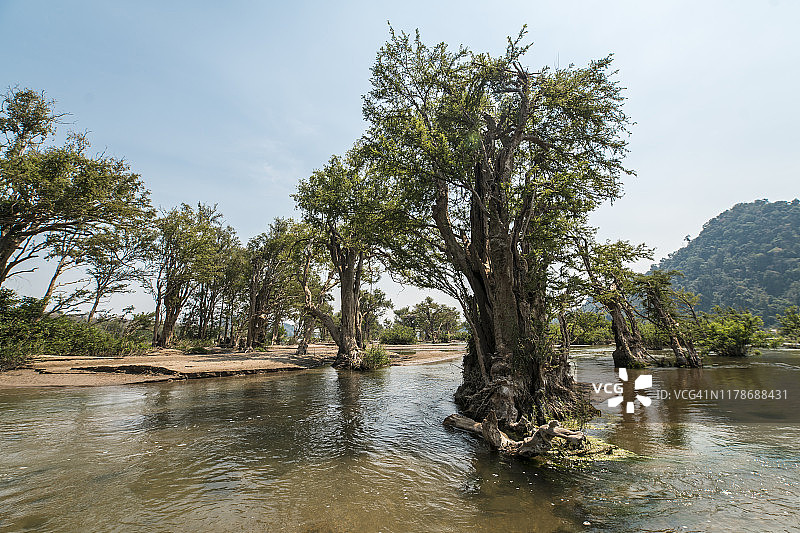 老挝占巴塞省孔县小岛上倾斜的树木图片素材