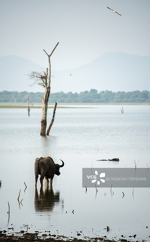印度水牛在斯里兰卡亚拉河中沐浴图片素材