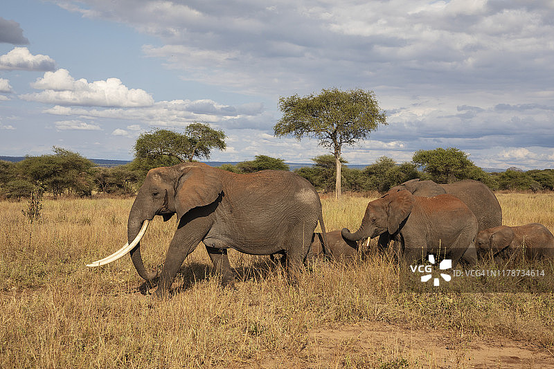 象群繁殖图片素材