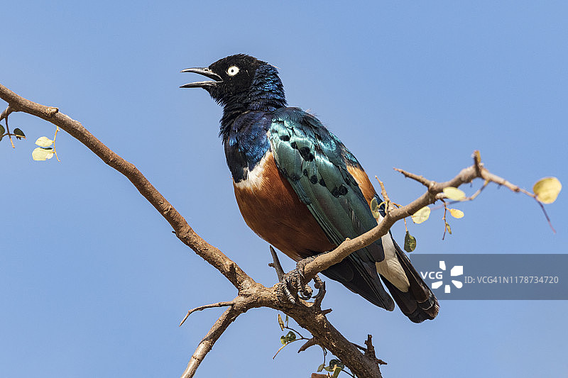 一只辉椋鸟的肖像图片素材