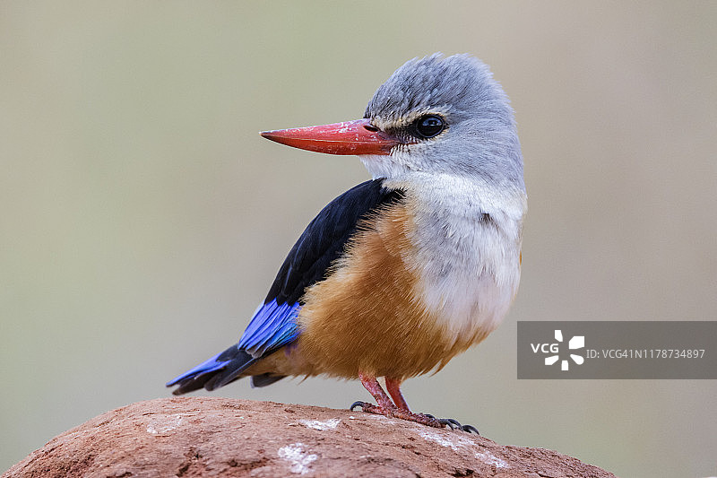 灰头翠鸟的特写图片素材