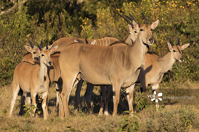 日落时分的大羚羊群图片素材