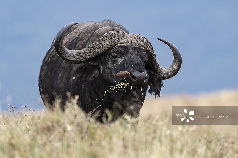 鼻子上有红嘴牛椋鸟的雄性水牛图片素材