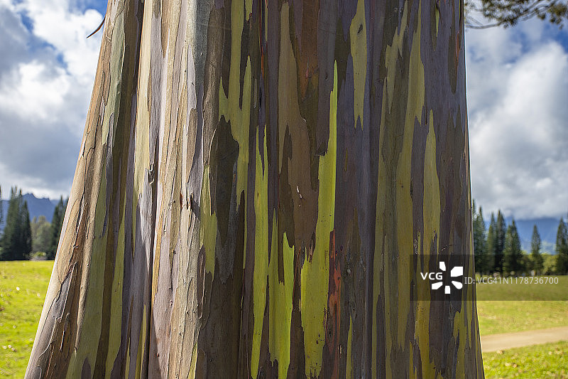 背景为高尔夫球场的彩色桉树皮图片素材