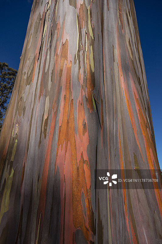 蓝天背景下的彩虹桉树皮图片素材
