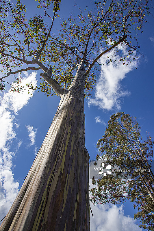 考艾岛上直入蓝天的彩虹桉树图片素材