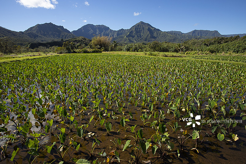 考艾岛哈纳雷的年轻芋头作物图片素材
