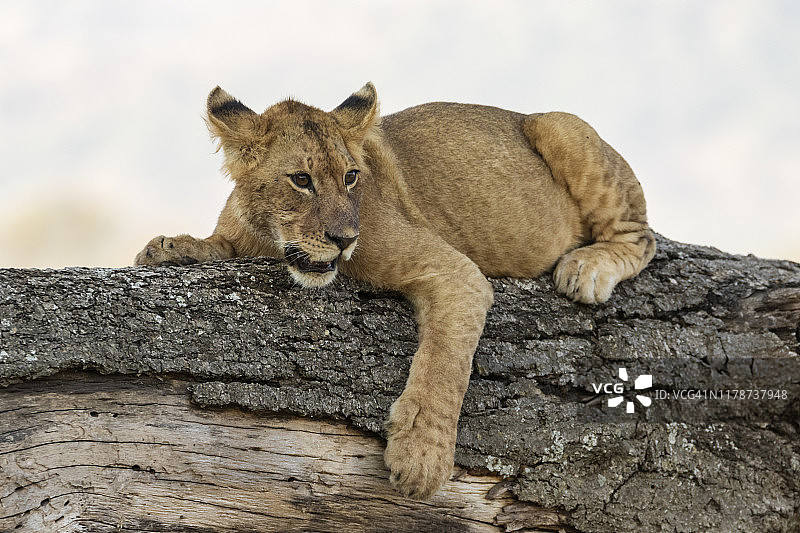 幼狮卧倒在树干上图片素材
