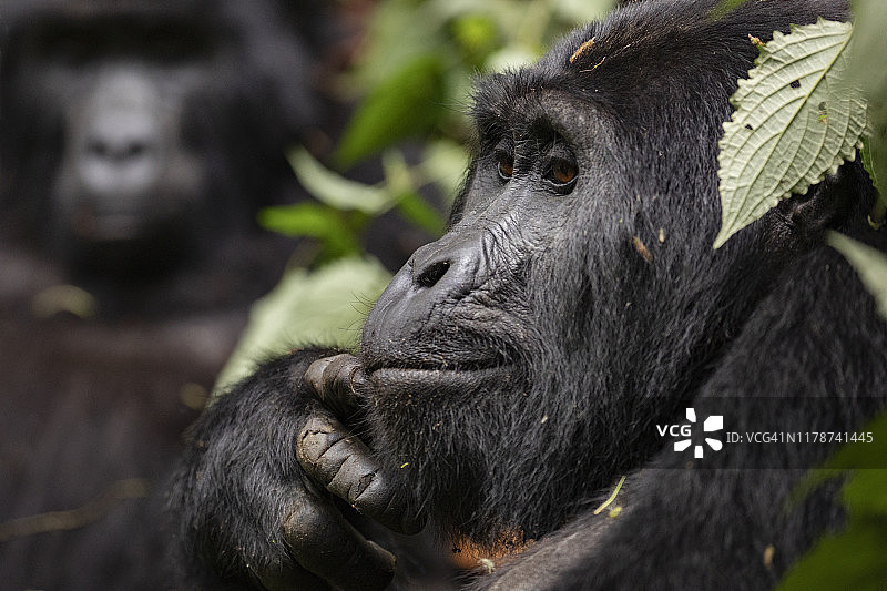 沉思的山地大猩猩图片素材
