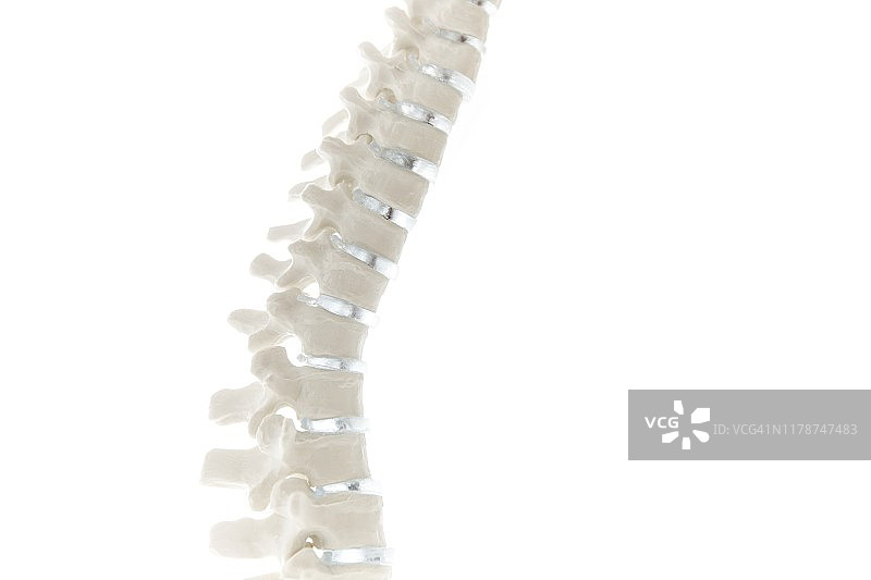 脊柱解剖模型图片素材