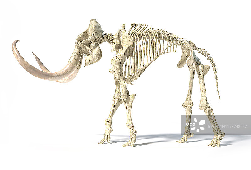 毛茸茸的猛犸象骨骼插图图片素材