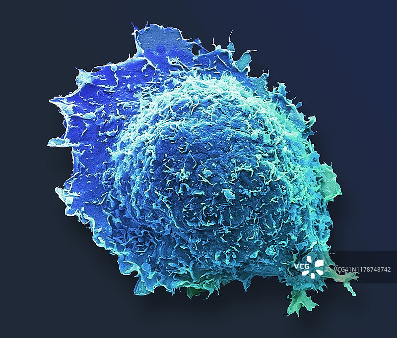 骨细胞扫描电镜图片素材