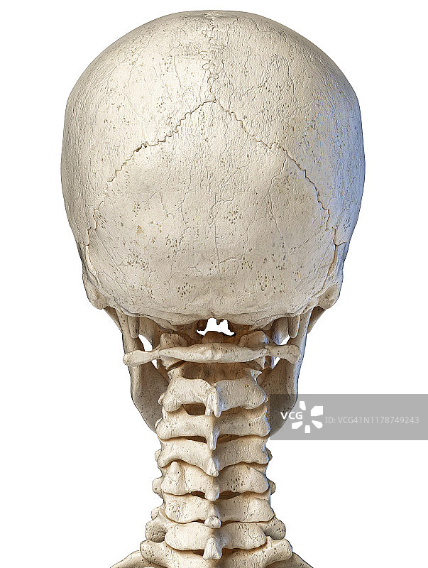 人类头骨和颈部骨骼插图图片素材