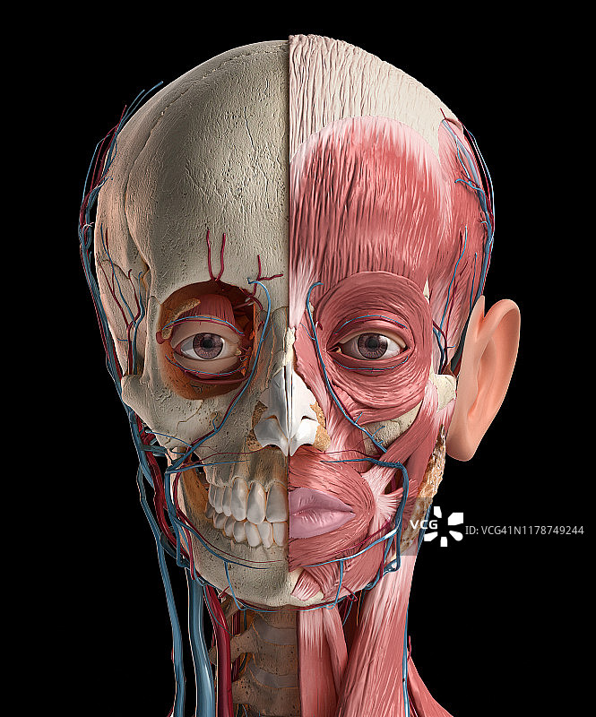 人头解剖结构图图片素材