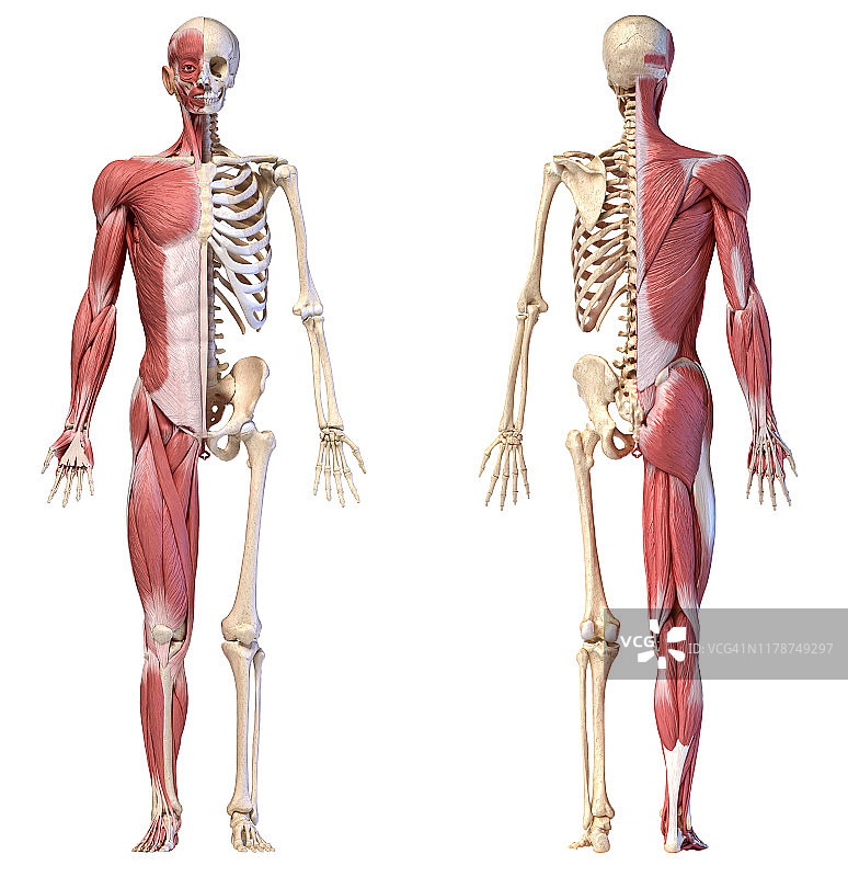 男性肌肉和骨骼插图图片素材