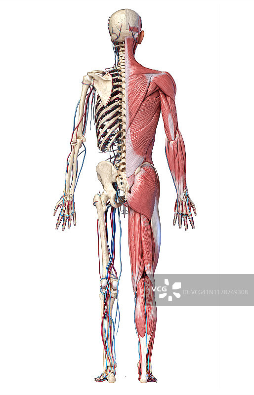 人体骨骼、肌肉和血管插图图片素材