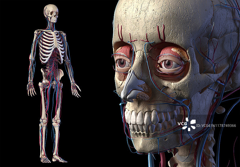 人体骨骼与血管解剖结构插图图片素材