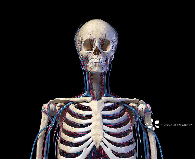 躯干的骨骼和血管插图图片素材