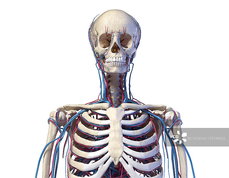 躯干的骨骼和血管插图图片素材