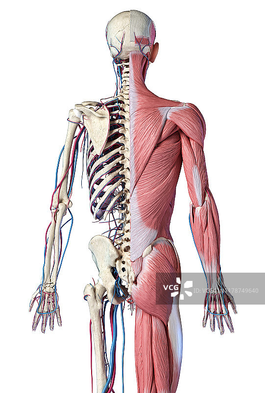 带肌肉和血管的人体骨骼插图图片素材